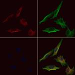 RAB24 Polyclonal Antibody