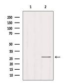 RAB33B Polyclonal Antibody