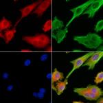 RAB40C Polyclonal Antibody