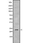 RAB43 Polyclonal Antibody