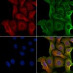 RAB9B Polyclonal Antibody