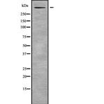 Reelin Polyclonal Antibody