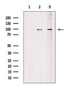 RGS19 Polyclonal Antibody