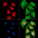 RGS20 Polyclonal Antibody