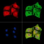 RGS21 Antibody in Immunocytochemistry (ICC/IF)