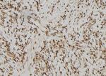RFPL2 Antibody in Immunohistochemistry (Paraffin) (IHC (P))