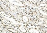 RFPL2 Antibody in Immunohistochemistry (Paraffin) (IHC (P))