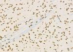 RFPL2 Antibody in Immunohistochemistry (Paraffin) (IHC (P))