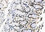 RFPL2 Antibody in Immunohistochemistry (Paraffin) (IHC (P))
