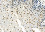 RFPL2 Antibody in Immunohistochemistry (Paraffin) (IHC (P))