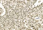 RFPL2 Antibody in Immunohistochemistry (Paraffin) (IHC (P))