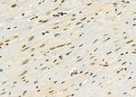 RFPL2 Antibody in Immunohistochemistry (Paraffin) (IHC (P))
