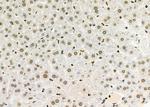 RFPL2 Antibody in Immunohistochemistry (Paraffin) (IHC (P))