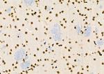 RFPL2 Antibody in Immunohistochemistry (Paraffin) (IHC (P))
