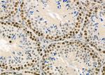 RFPL2 Antibody in Immunohistochemistry (Paraffin) (IHC (P))