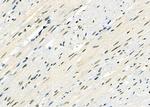 RFPL2 Antibody in Immunohistochemistry (Paraffin) (IHC (P))