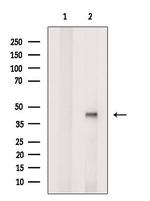 RFPL2 Antibody in Western Blot (WB)