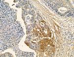 RFPL4B Antibody in Immunohistochemistry (Paraffin) (IHC (P))