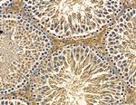 RFPL4B Antibody in Immunohistochemistry (Paraffin) (IHC (P))