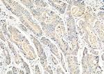 ARHGEF6 Antibody in Immunohistochemistry (Paraffin) (IHC (P))