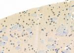 RhoF Antibody in Immunohistochemistry (Paraffin) (IHC (P))