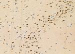 RhoF Antibody in Immunohistochemistry (Paraffin) (IHC (P))
