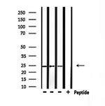 RhoF Antibody in Western Blot (WB)