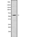 RPS6KL1 Antibody in Western Blot (WB)