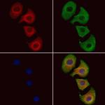 SERP1 Polyclonal Antibody