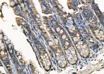 SERP1 Antibody in Immunohistochemistry (Paraffin) (IHC (P))