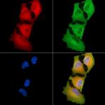 RPAP3 Antibody in Immunocytochemistry (ICC/IF)