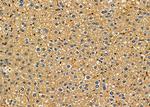 RPAP3 Antibody in Immunohistochemistry (Paraffin) (IHC (P))