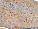 RPAP3 Antibody in Immunohistochemistry (Paraffin) (IHC (P))