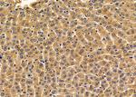 RPAP3 Antibody in Immunohistochemistry (Paraffin) (IHC (P))