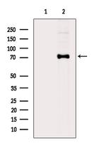 RPAP3 Antibody in Western Blot (WB)