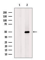 SEPT11 Antibody in Western Blot (WB)