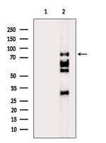SRPK2 Antibody in Western Blot (WB)