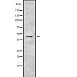 SERPINB10 Polyclonal Antibody