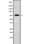 SCML2 Antibody in Western Blot (WB)