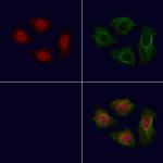 LNK Polyclonal Antibody