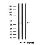 STAC3 Antibody in Western Blot (WB)