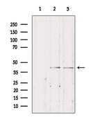STAC3 Antibody in Western Blot (WB)