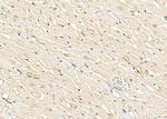 SLIT3 Antibody in Immunohistochemistry (Paraffin) (IHC (P))