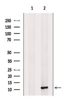 MCP-4 Polyclonal Antibody