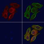 MIP-4 Polyclonal Antibody