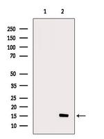 MIP-4 Antibody in Western Blot (WB)