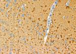 SLC6A13 Antibody in Immunohistochemistry (Paraffin) (IHC (P))