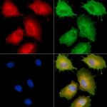 SLC6A18 Antibody in Immunocytochemistry (ICC/IF)
