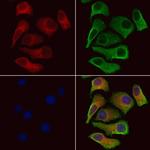 SLC4A7 Polyclonal Antibody