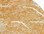 SLC10A4 Antibody in Immunohistochemistry (Paraffin) (IHC (P))